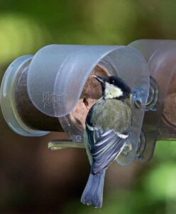 flutter butter window feeder 0001 great tit eating