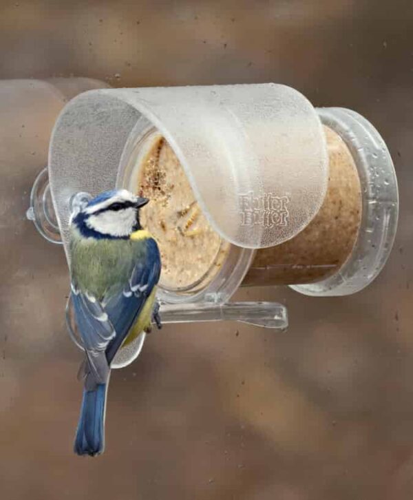 flutter butter window feeder 0002 blue tit sitting eating