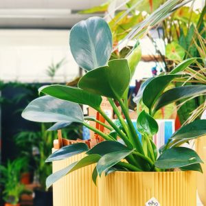 Indoor Plant Care