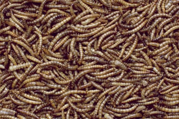 mealworms ind 768x512 1