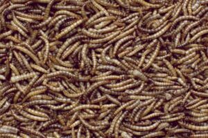 mealworms ind 768x512 2