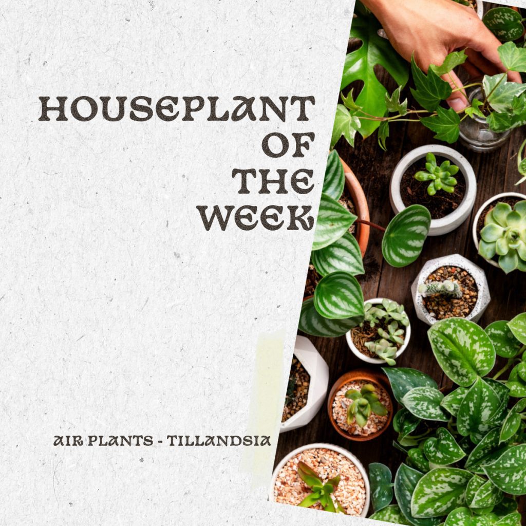 houseplant of week
