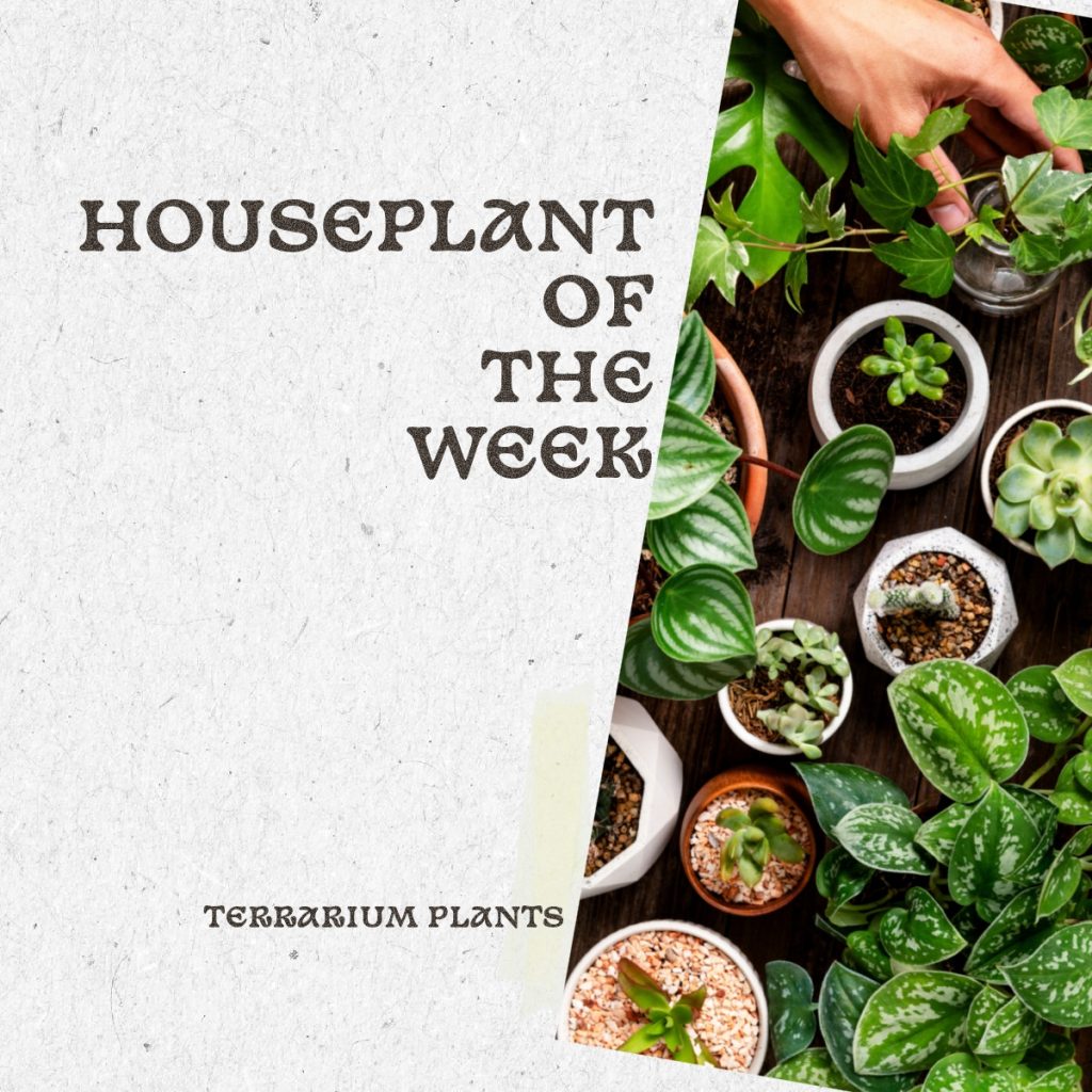 houseplant of week 2