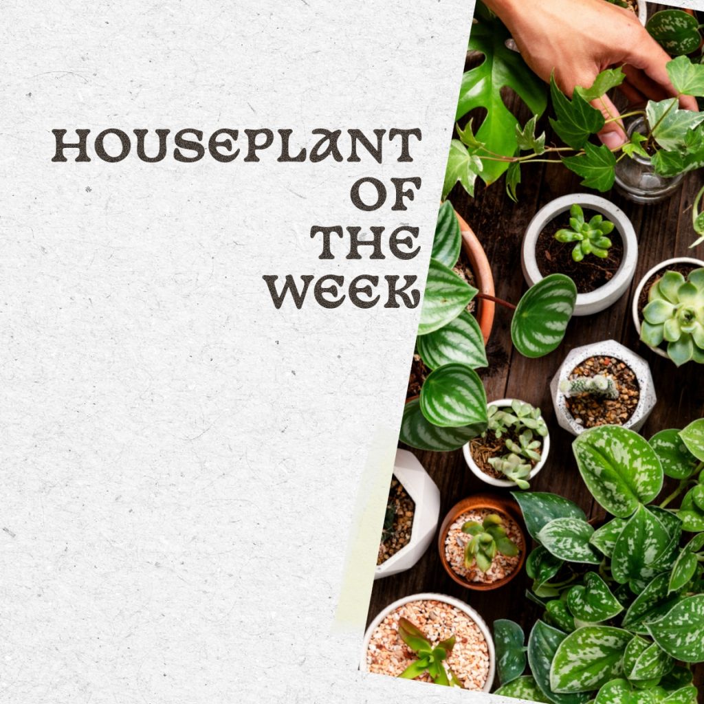 houseplant of week 3