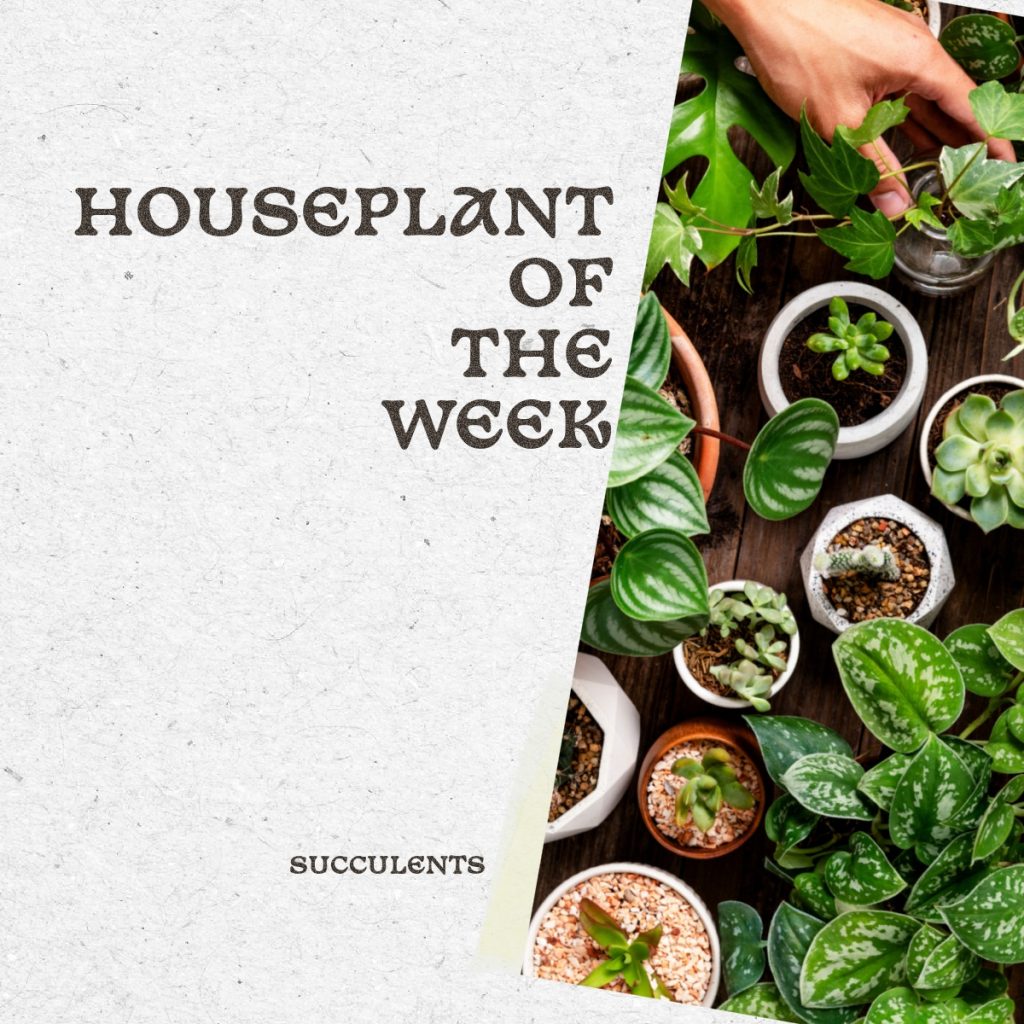 houseplant of week 4