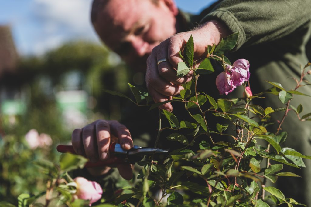 Deadheading in Plant Centre DAR Oct15th 352